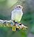 Pigliamosche (Muscicapa striata) © Angelo Pasqua