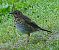 Tordo bottaccio (Turdus philomelos) © Angelo Pasqua