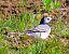 Ballerina bianca (Motacilla alba) © Angelo Pasqua