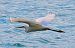 Garzetta (Egretta garzetta) © Angelo Pasqua