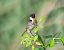 Saltimpalo comune (Saxicola rubicola) © Angelo Pasqua