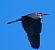 Airone cenerino (Ardea cinerea) © Angelo Pasqua