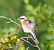 Averla piccola (Lanius collurio) © Angelo Pasqua