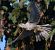Tordela (Turdus viscivorus) © Angelo Pasqua