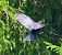 Cornacchia nera (Corvus corone) © Angelo Pasqua