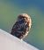 Civetta (Athene noctua) © Angelo Pasqua