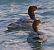 Harle bièvre (Mergus merganser) © Angelo Pasqua
