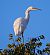 Aigrette garzette (Egretta garzetta) © Angelo Pasqua