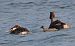 Svasso maggiore (Podiceps cristatus) © Angelo Pasqua
