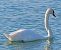 Cigno reale (Cygnus olor) © Angelo Pasqua