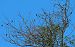 Rondine (Hirundo rustica) © Angelo Pasqua