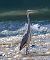 Airone cenerino (Ardea cinerea) © Angelo Pasqua