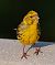 Verzellino (Serinus serinus) © Angelo Pasqua