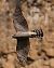 Sparviere (Accipiter nisus) © Angelo Pasqua