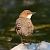Merlo acquaiolo (Cinclus cinclus) © Angelo Pasqua