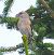 Crociere (Loxia curvirostra) © Angelo Pasqua