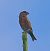 Crociere (Loxia curvirostra) © Angelo Pasqua