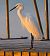 Garzetta (Egretta garzetta) © Angelo Pasqua