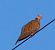 Tortora selvatica (Streptopelia turtur) © Angelo Pasqua