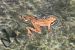 Rana appenninica (Rana italica) © Massimo Gigante