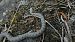 Natrice tessellata (Natrix tessellata) © Massimo Gigante