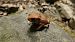 Rospo comune (Bufo bufo) © Massimo Gigante