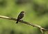 Pigliamosche (Muscicapa striata) © Luigi Gennari
