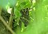 Assiolo (Otus scops) © Luigi Gennari
