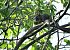 Scoiattolo comune europeo (Sciurus vulgaris) © Luigi Gennari