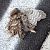 Civetta (Athene noctua) © Gaspare Adinolfi