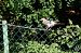 Ghiandaia (Garrulus glandarius) © Gaspare Adinolfi