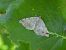 Macaria liturata © Mirko Tomasi