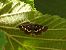 Pyrausta nigrata © Mirko Tomasi