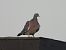 Colombaccio (Columba palumbus) © Mirko Tomasi