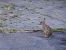 Silvilago (Sylvilagus floridanus) © Maria Rita Gelso