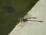 Onychogomphus forcipatus © Maria Rita Gelso