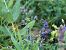 Macroglossum stellatarum  - Maria Rita Gelso