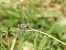 Orthetrum coerulescens © Maria Rita Gelso