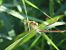 Crocothemis erythraea © Maria Rita Gelso
