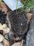 Riccio europeo (Erinaceus europaeus) © Maria Rita Gelso