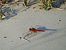 Crocothemis erythraea © Maria Rita Gelso