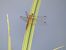 Crocothemis erythraea © Maria Rita Gelso