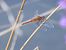 Sympetrum fonscolombei © Maria Rita Gelso
