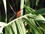Crocothemis erythraea © Maria Rita Gelso