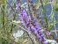 Anthidium florentinum  - Maria Rita Gelso