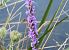 Anthidium florentinum © Maria Rita Gelso