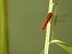 Crocothemis erythraea © Maria Rita Gelso