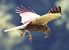 Falco di palude (Circus aeruginosus) © Horand Maier