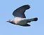 Colombaccio (Columba palumbus) © Horand Maier