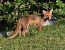 Volpe (Vulpes vulpes) © Horand Maier